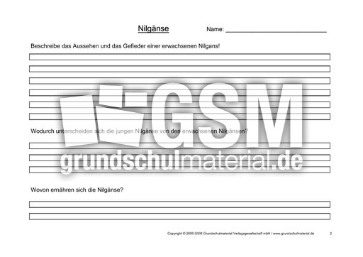 Arbeitsblatt-Nilgänse-2.pdf